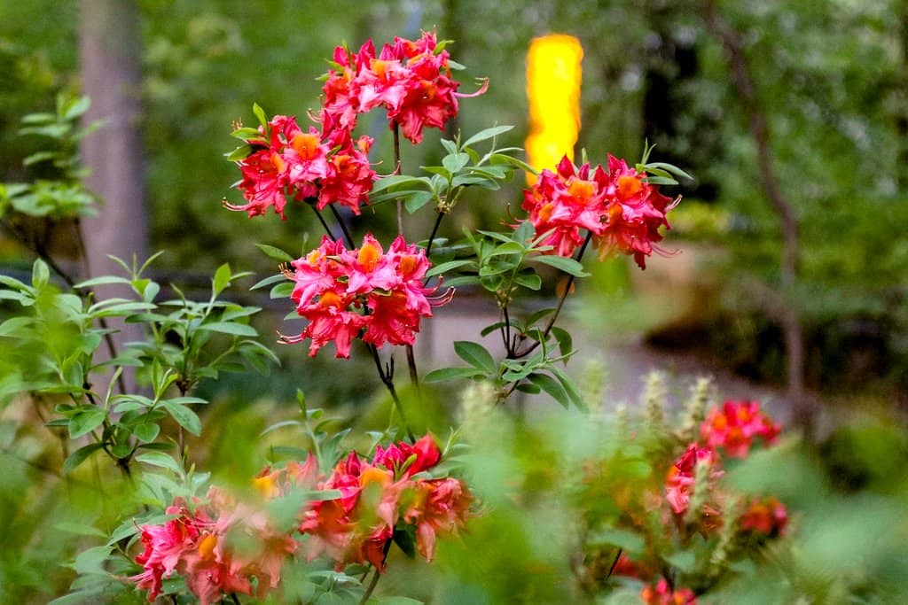 Seasonal Beauty
