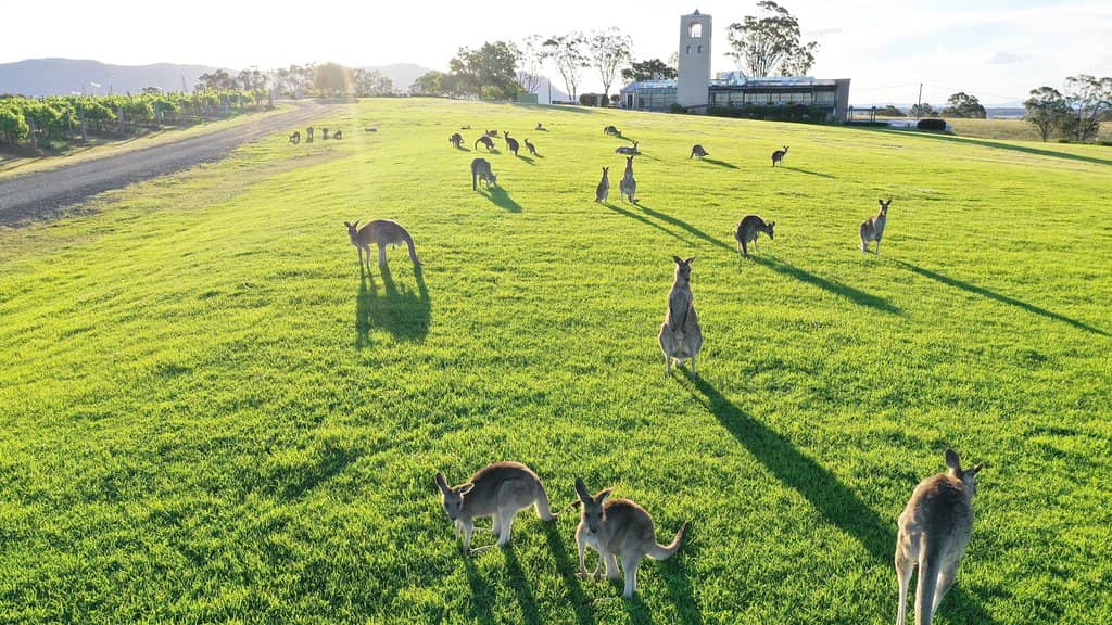 Vineyard Views & Ambiance