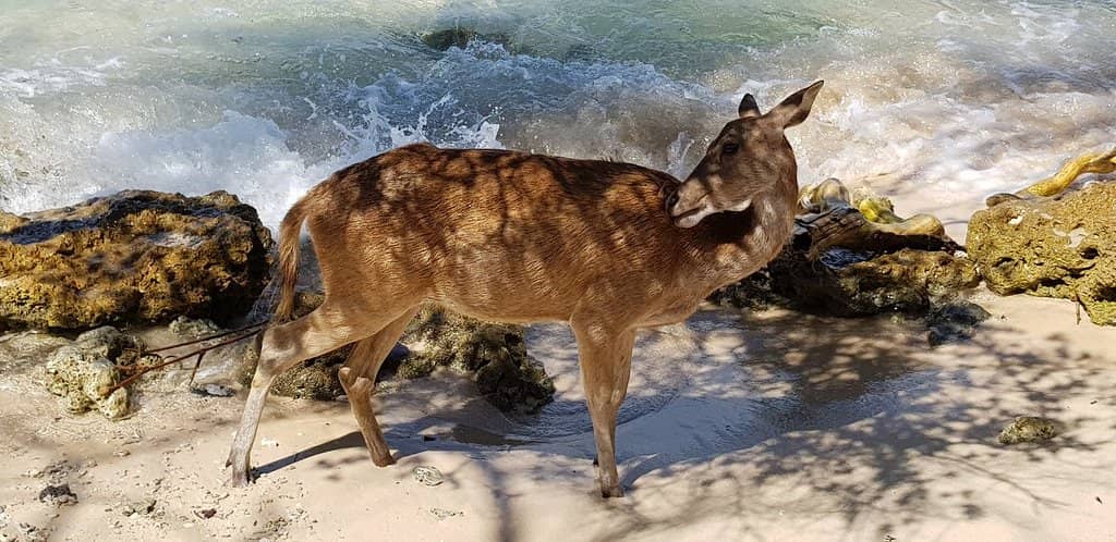 Blue Corner & Coral Tower
