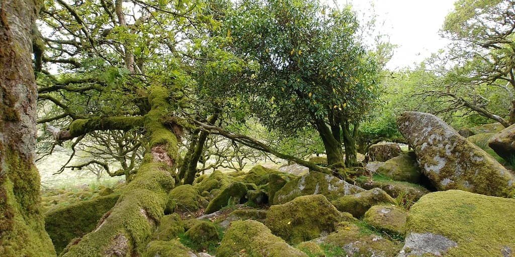 Ancient Gnarled Oaks