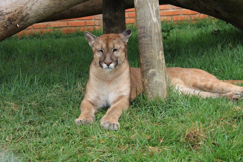Nina cochilando foto de Mírian Leme
