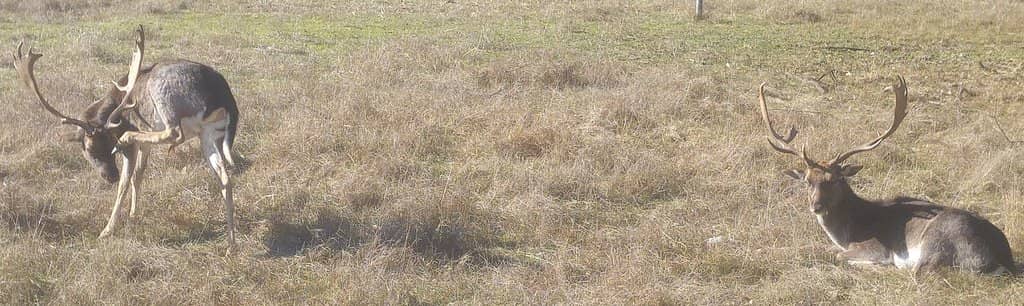 Foresta Pietrificata