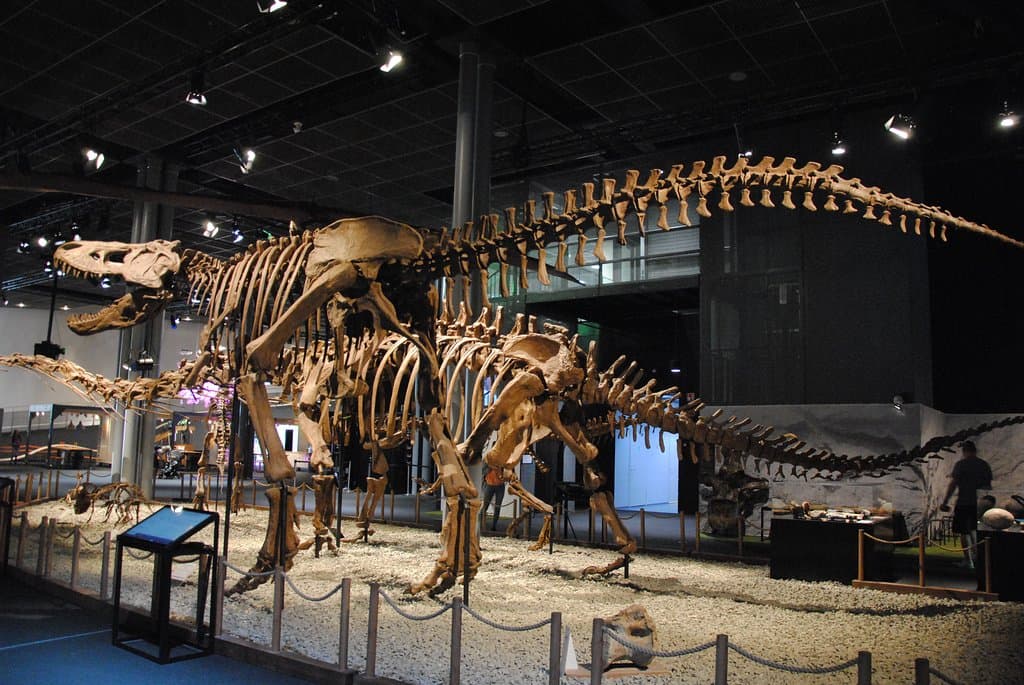 Скелеты динозавров