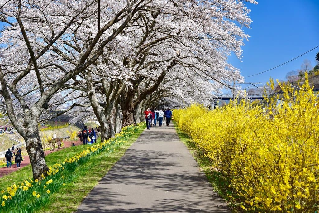 Sakura River Cherry Embankment