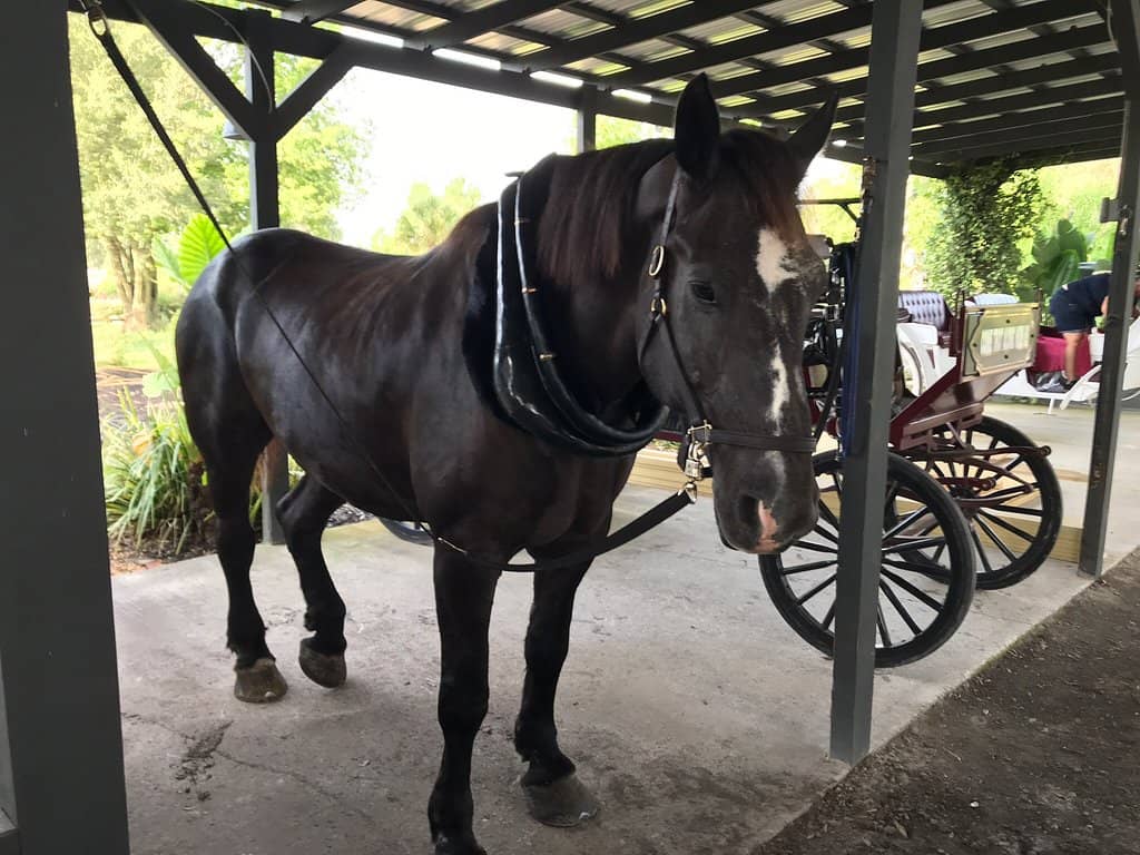 World Equestrian Center (WEC)