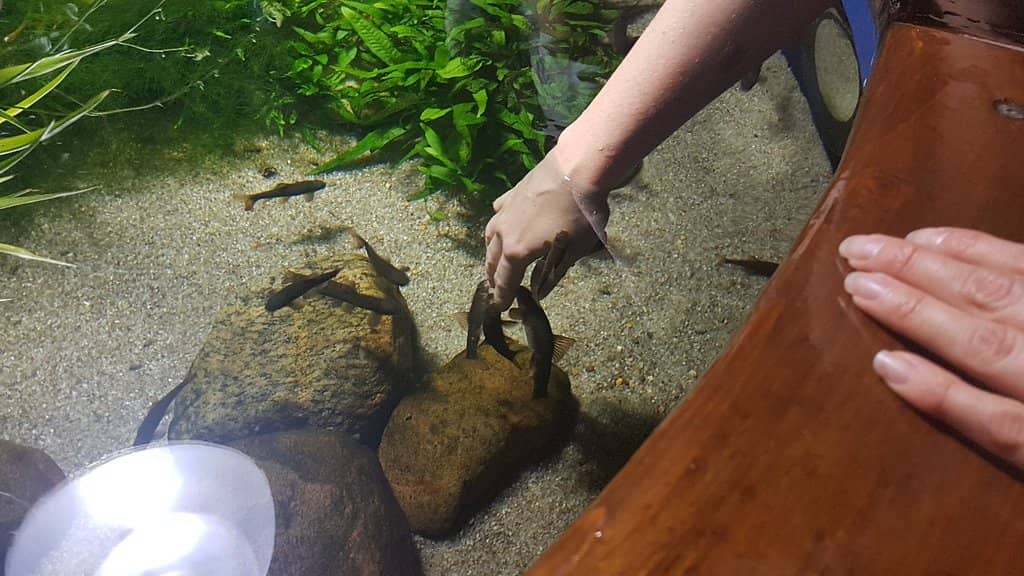 Interactive Fish Pools