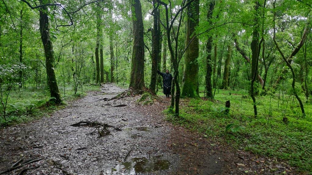 Mystical Forest Trails
