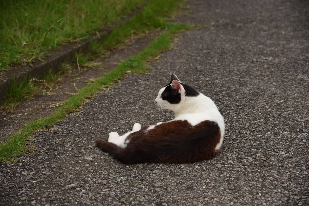 Rose Garden & Sculptured Trees