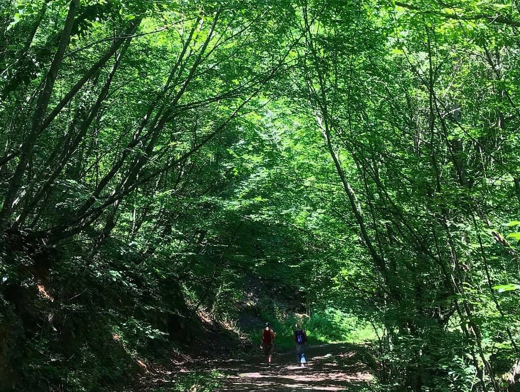 Woodland Trails