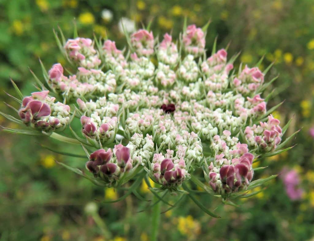 Diverse Themed Gardens