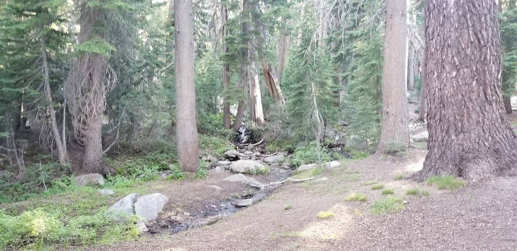 Dog-Friendly Beaches