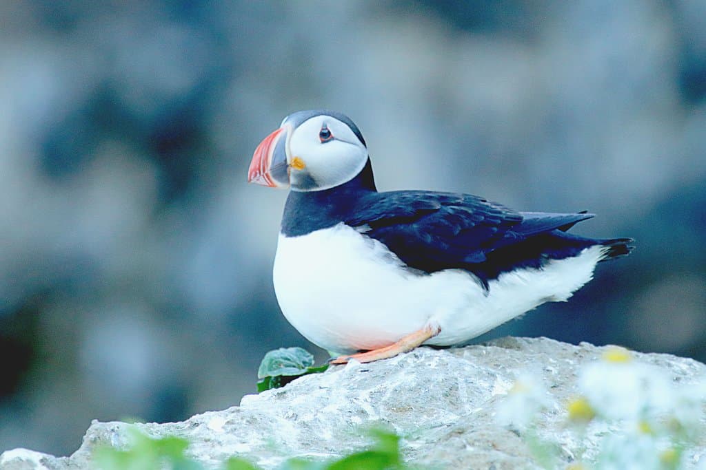 Atlantic Puffin, Drangey Island