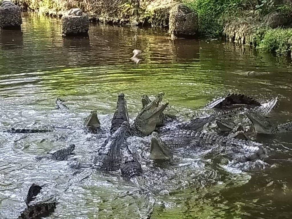 Reptile House Wonders