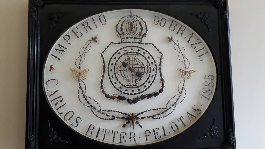 Intricate Insect Displays