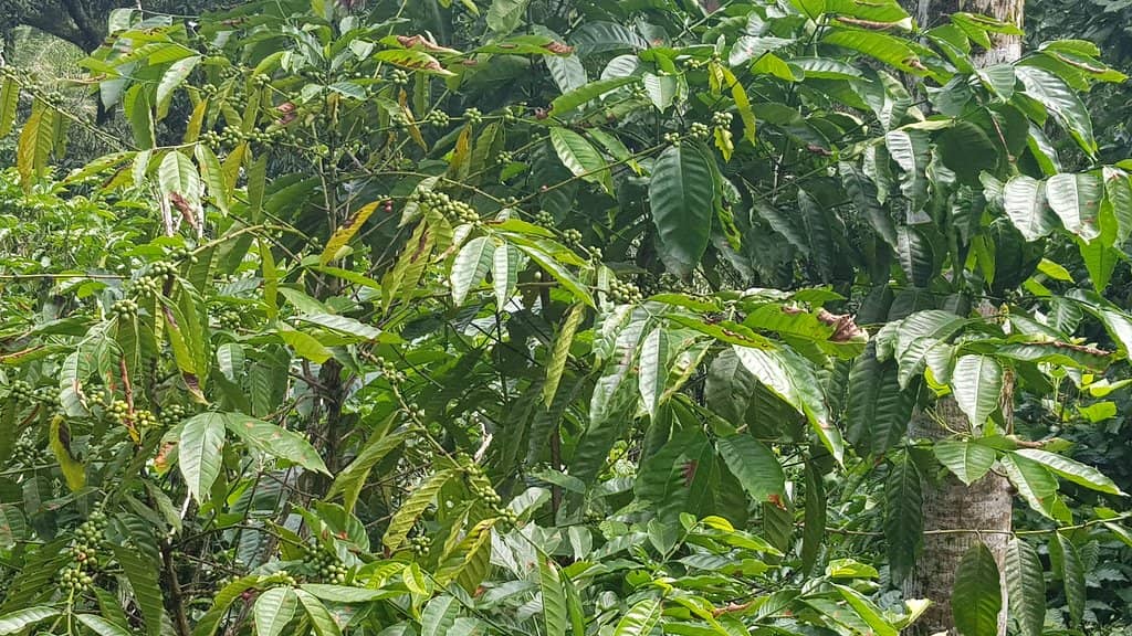 Rocky Riverbed Exploration