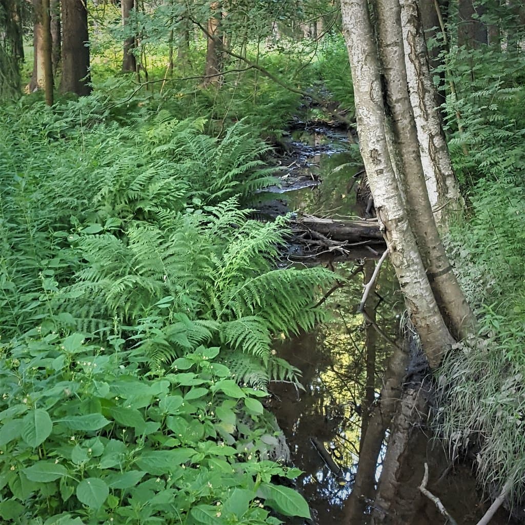 Walking ways are good and nature looks wild (enough)