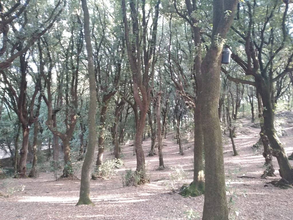 Monastery of Monteluco