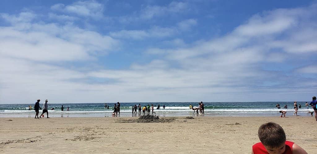 Seals and Sea Lions