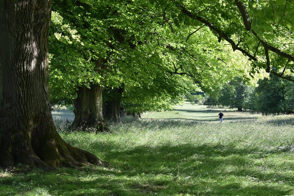 Lime Avenue in summer