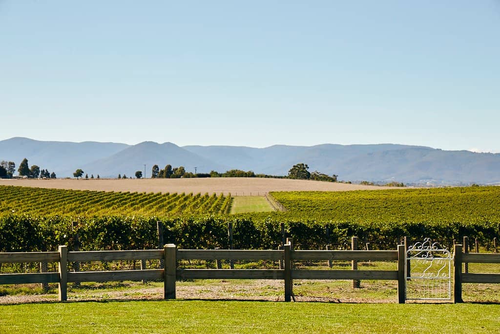 Vineyard Views