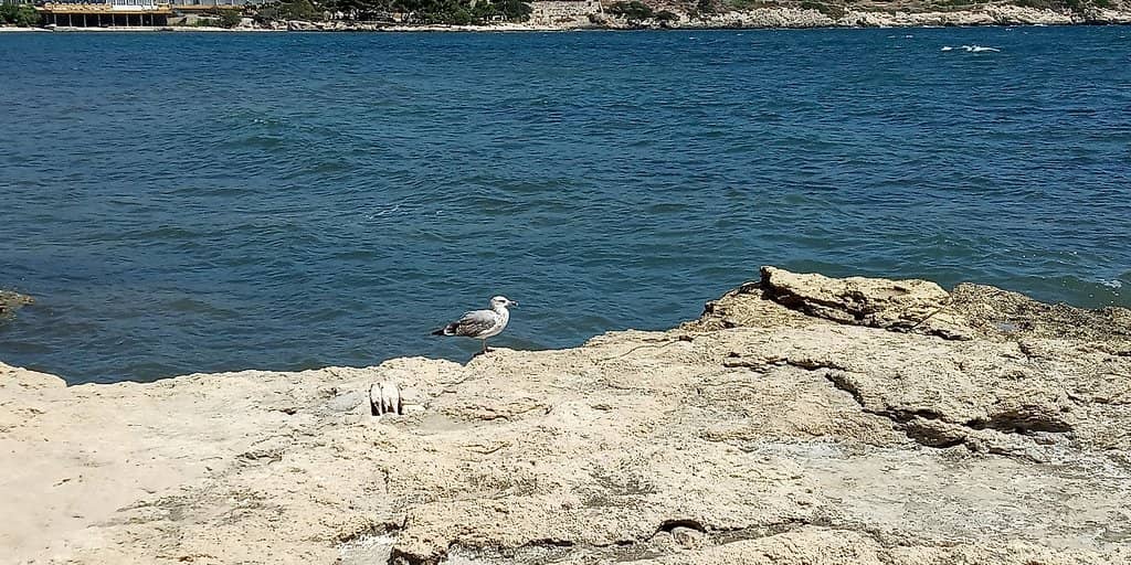 Rocky Shoreline Views
