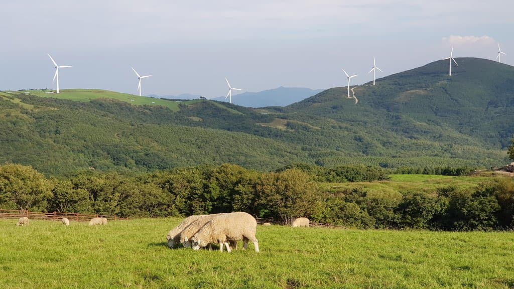 양떼와 풍력발전기