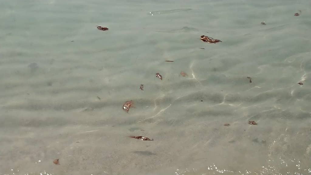 Shallow, Crystal-Clear Waters