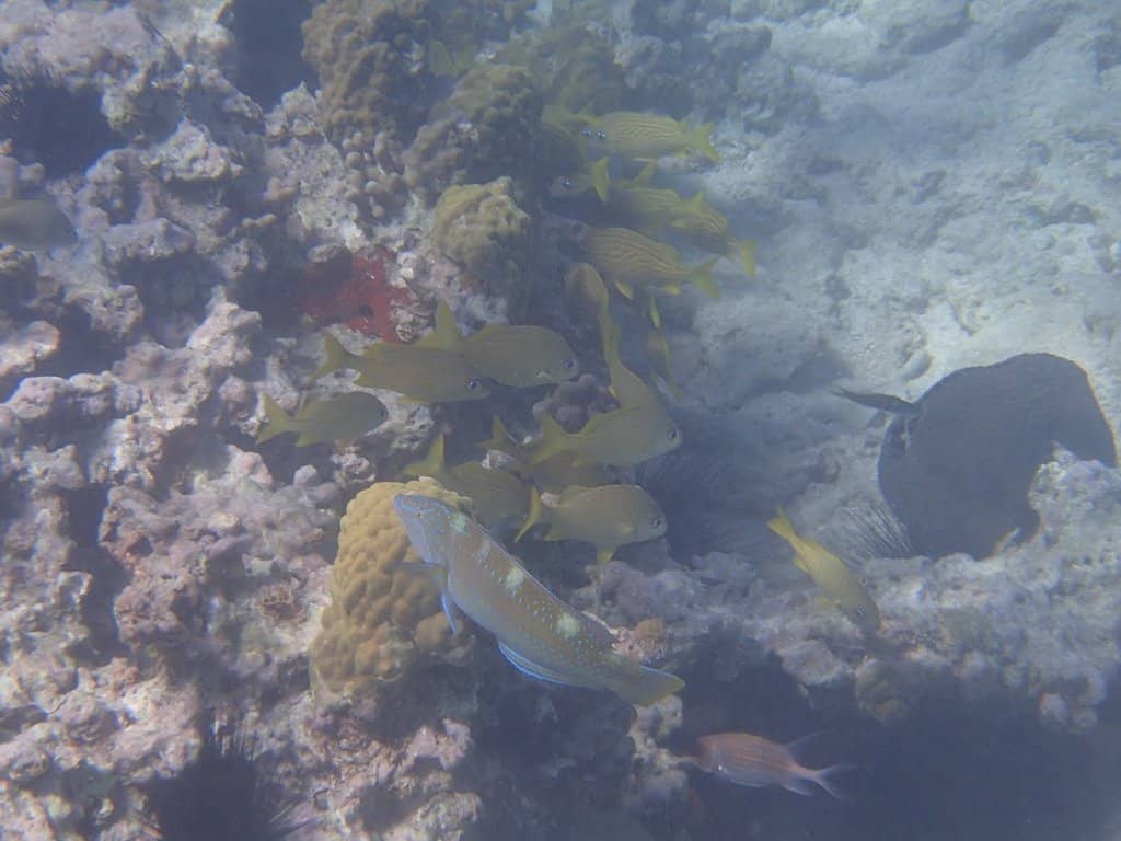 Snorkeling Adventures