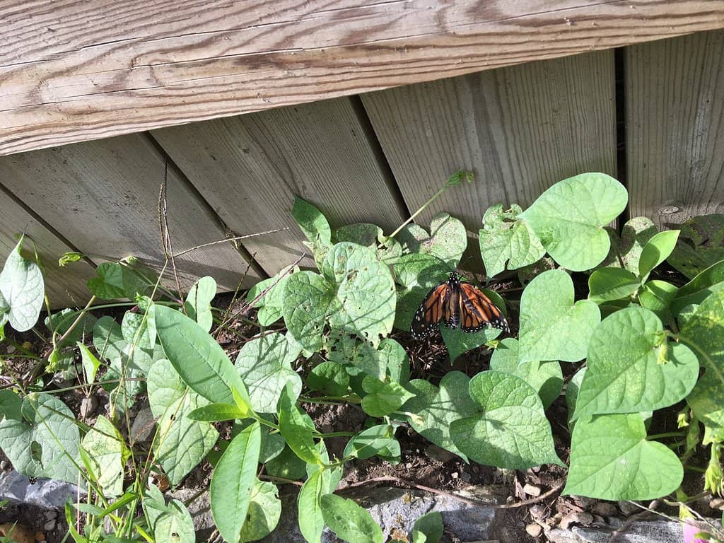 Macdonald's Former Residence