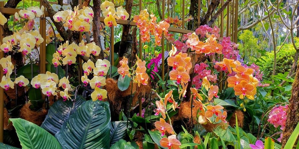 National Orchid Garden Singapore