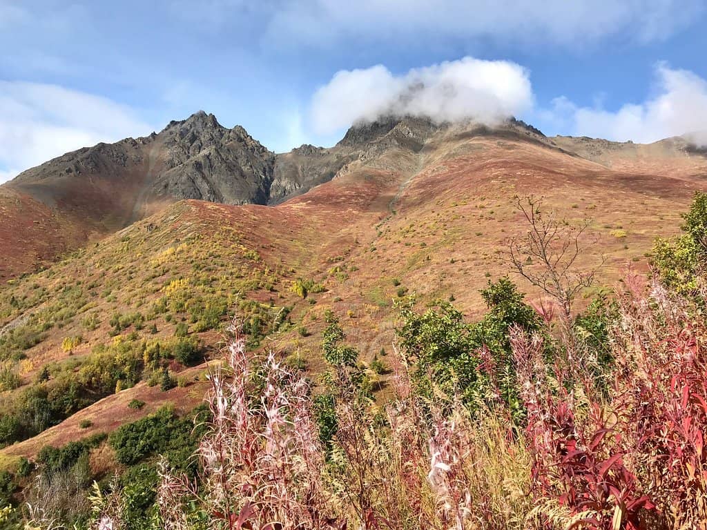 Utah's Wildflower Displays