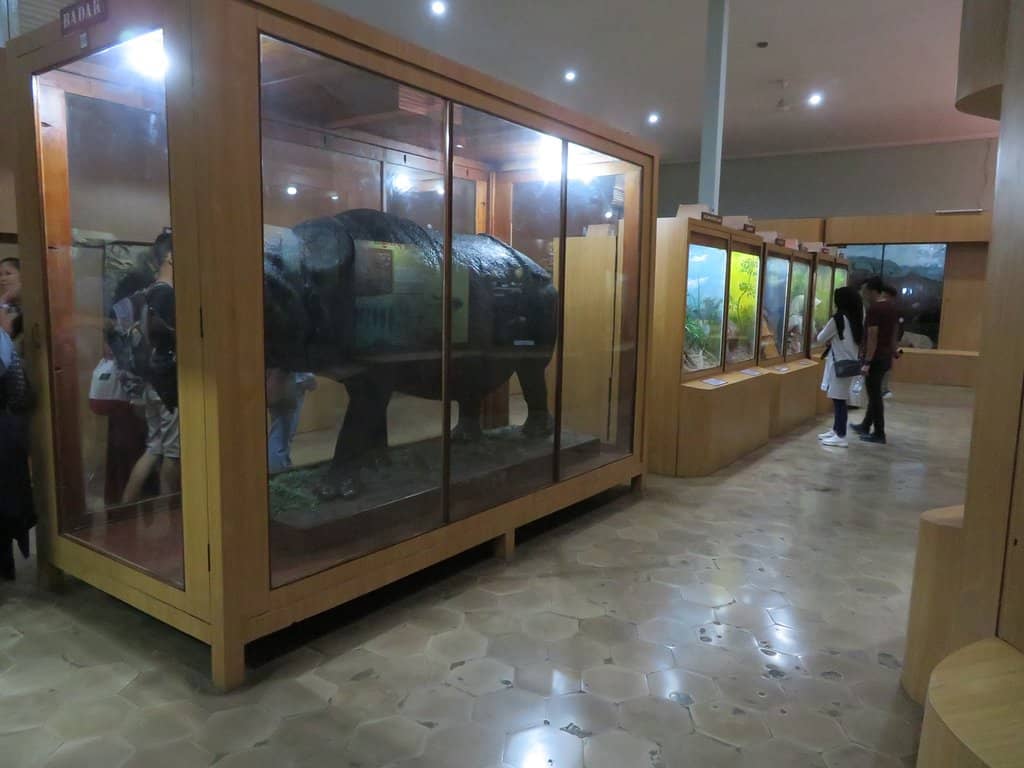 Blue Whale Skeleton