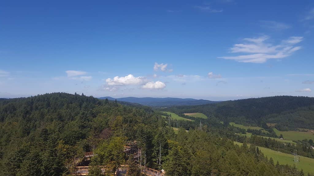 Treetop Walk