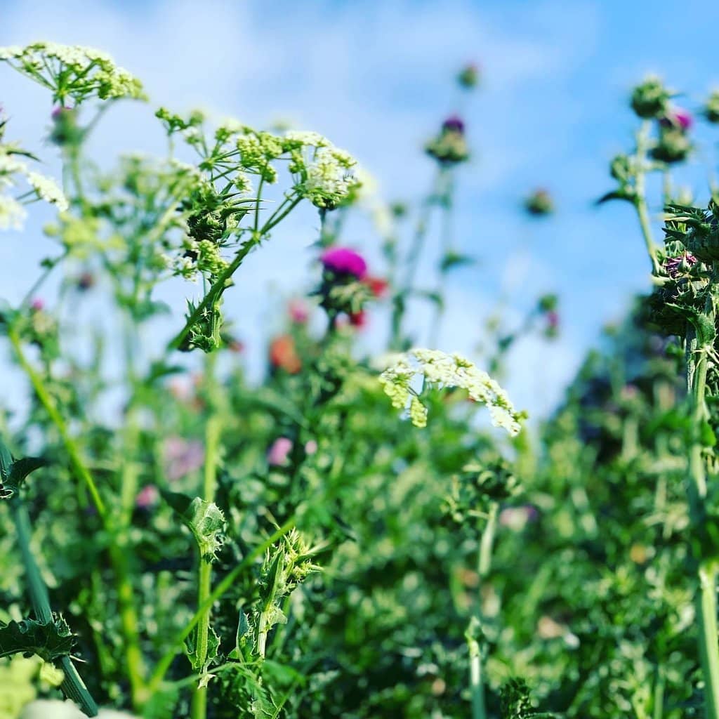 Waddesdon Greenway Path