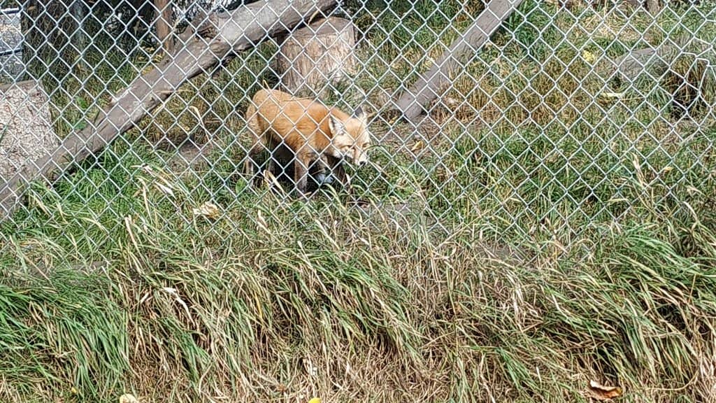 Red Pandas