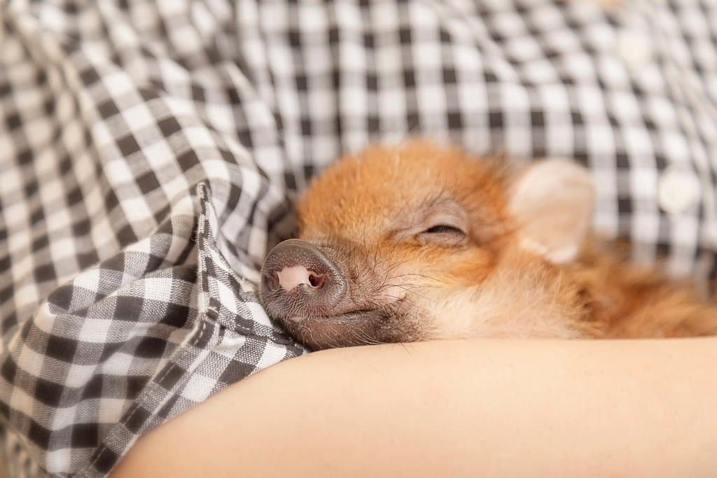 ●ご来店いただけない方について
衛生管理の観点から、以下の項目に該当する方のご入店をお断りしています。
・体調の優れない方(ブタさんは人間の風邪やインフルエンザがうつることがあります。)
・2週間以内に中国などのアフリカ豚コレラ発生国に入国履歴のある方
・2日以内に豚舎への出入りをされた方
※豚コレラならびにアフリカ豚コレラはブタ、イノシシの伝染病であり、人に感染することはありません。しかし、人を媒介して、ブタさんへ伝染する可能性があるので、入店をお断りしております。詳しくは農林水産省のホームページ(豚コレラについて・アフリカ豚コレラについて)をご覧ください。