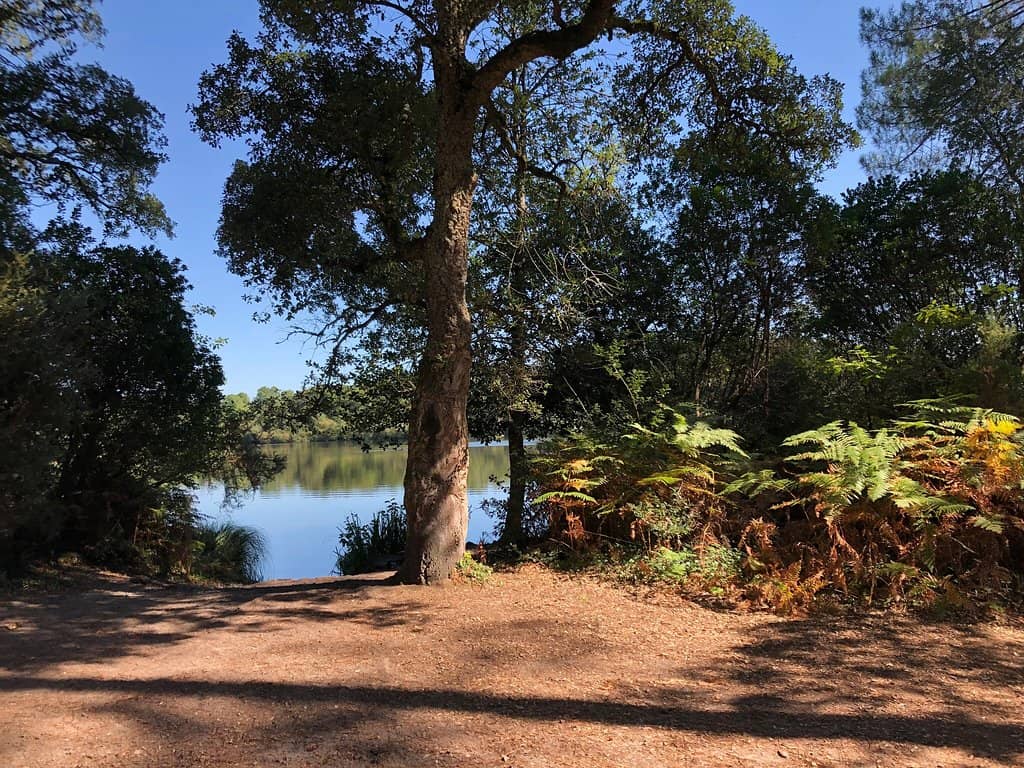 Expansive Pine Forests