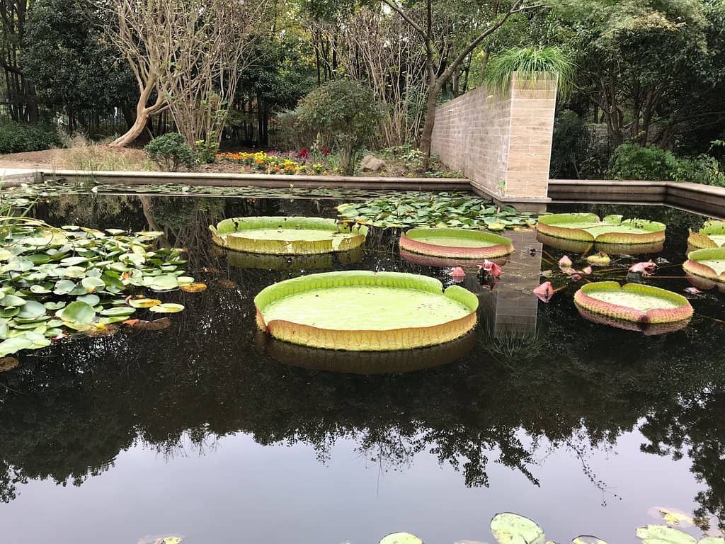 Spring Flower Displays