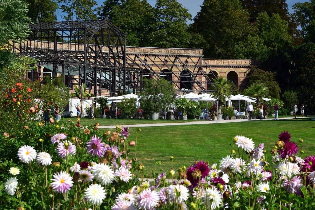 Tranquil Water Lily Pond