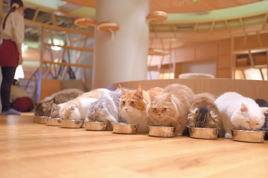 猫カフェモカラウンジ新宿店