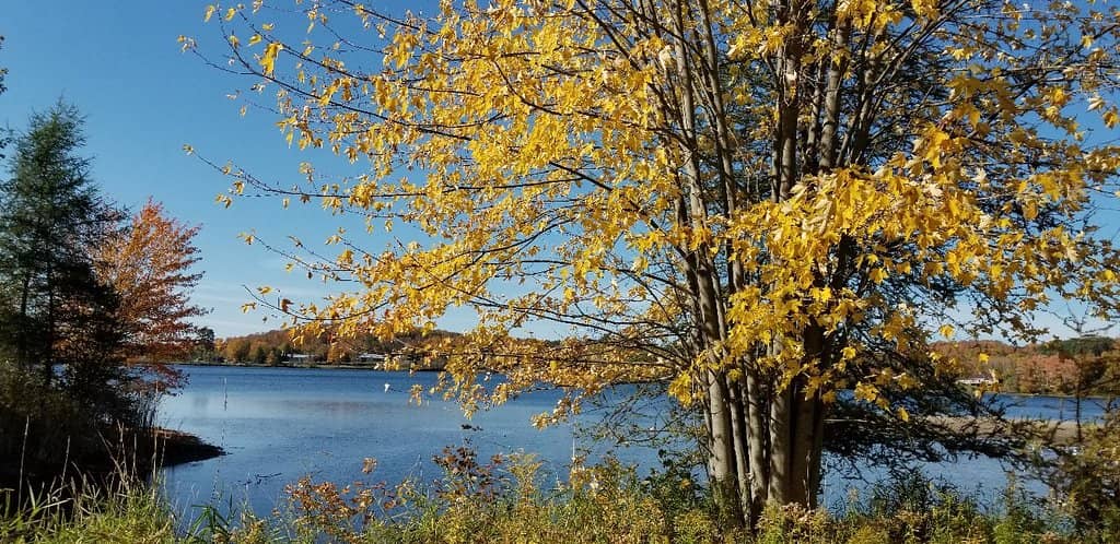 Haliburton Village Panorama