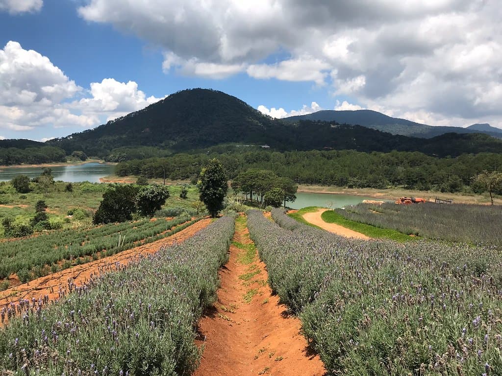 Lavender Gardens Tuyen Lam