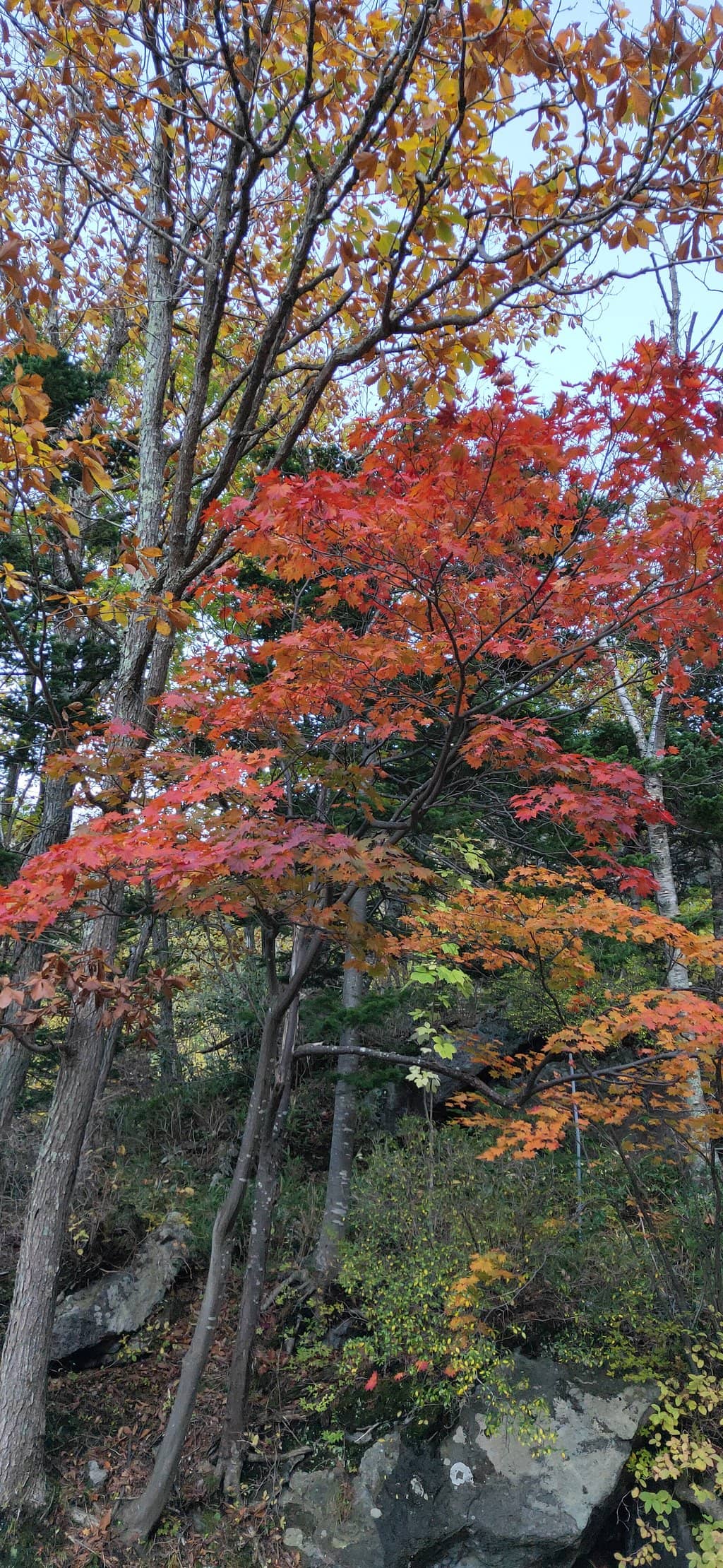 Vertical photo