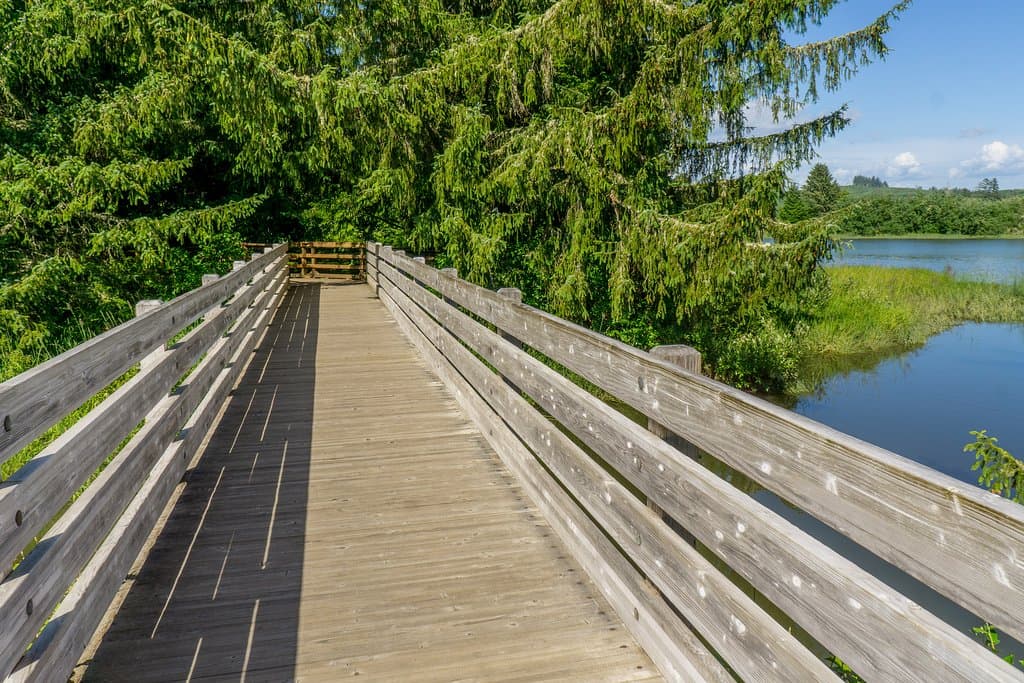 Balade dans la forêt