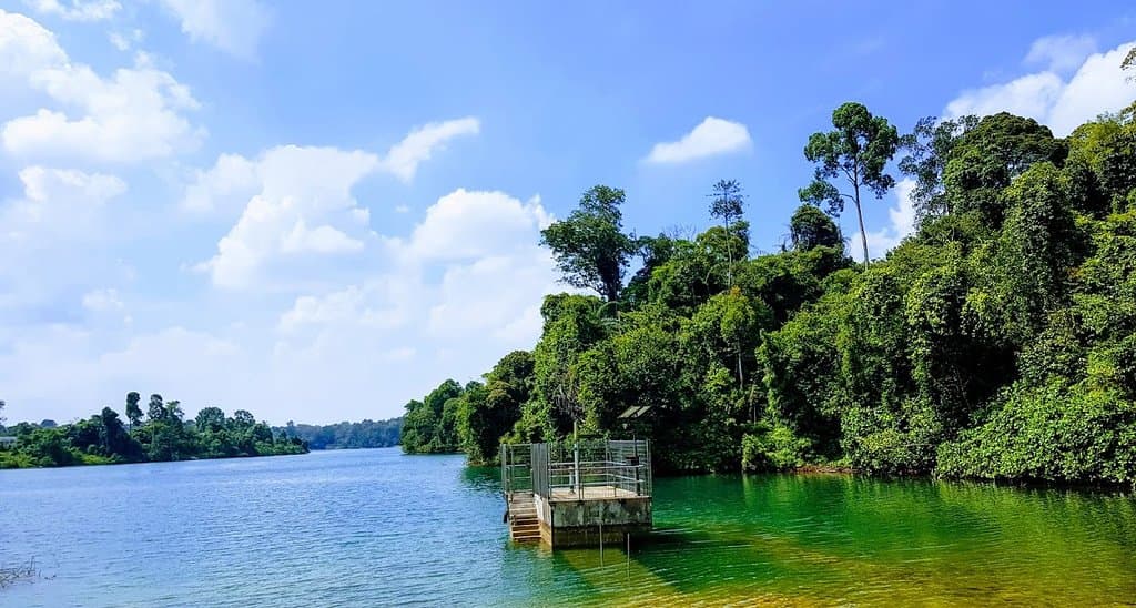 The main lake of the MacRitchie Reservoir.