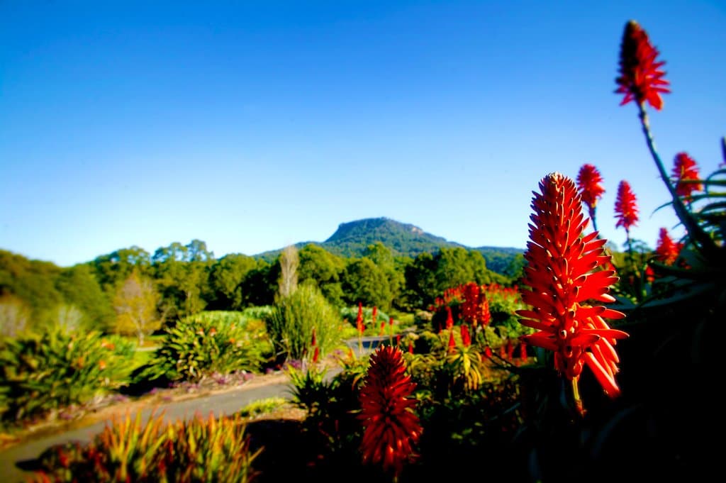 View from Garden looking towards Mt Keira