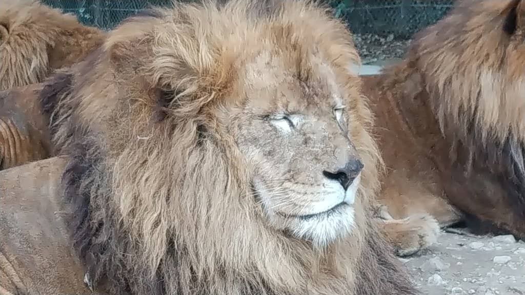 White Tiger Encounter