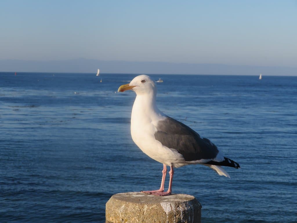 San Carlos Beach, Monterey, Ca