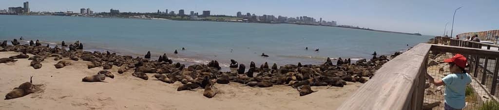 Sea Lion Colony