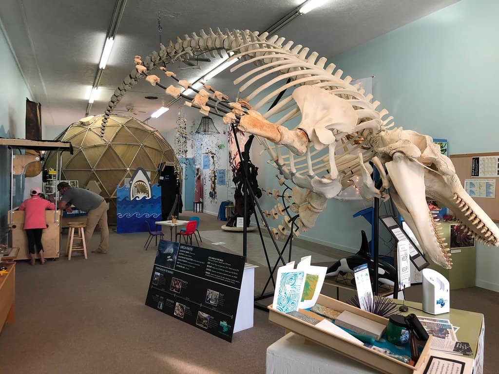 Giant Orca Skeleton